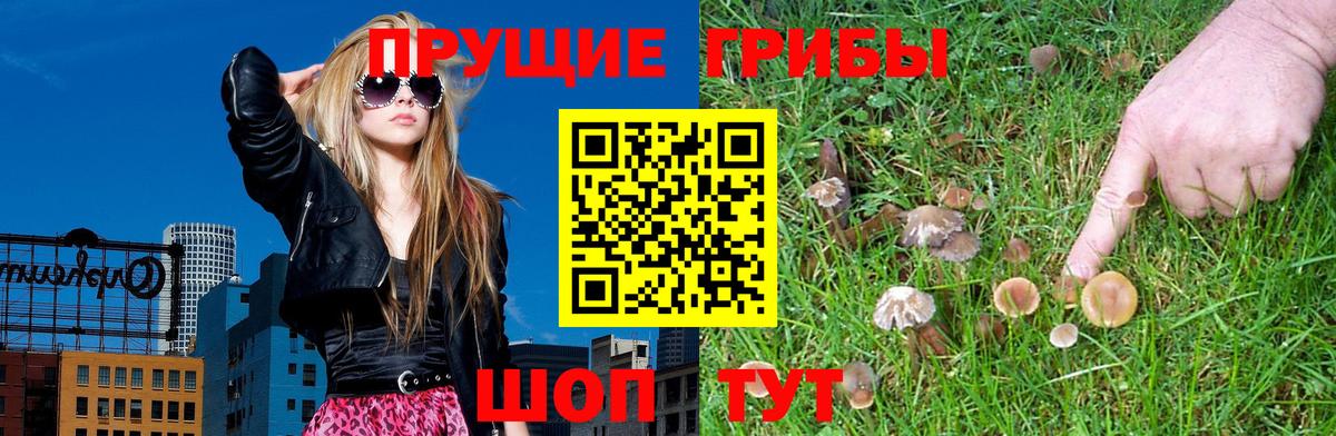 Галлюциногенные грибы Psilocybe Магадан